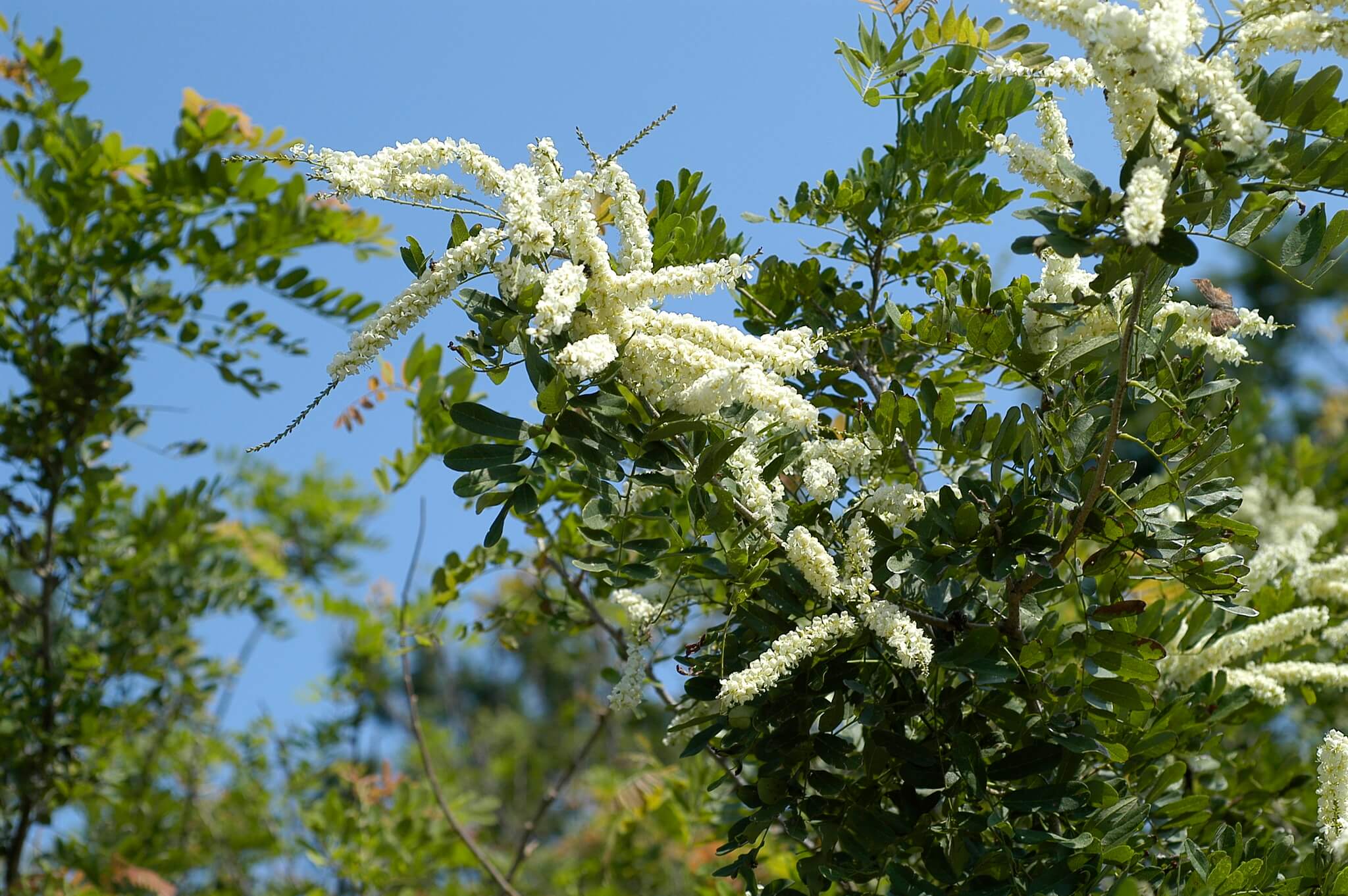 Apoplanesia paniculata